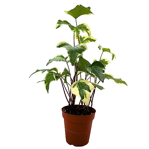 BubbleBlooms Variegated Algerian Ivy, Hedera Algeriensis, Canary Island Ivy, Canary Ivy, Madeira Ivy in 4 inch Pot