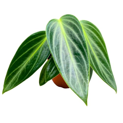 Harmony Foliage Peperomia Maculosa, Spotted-Stalked Pep, Monster Peperomia