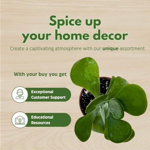 BubbleBlooms Flapjack Succulent Kalanchoe in a 3 inch Pot