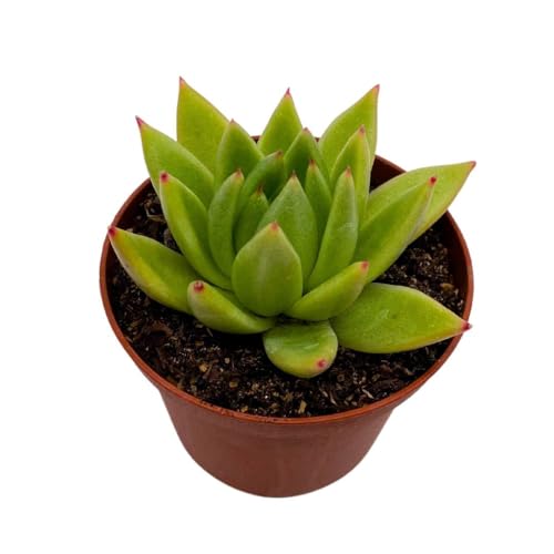 BubbleBlooms Echeveria agavoides, Molded-Wax Agave, in 3 inch Pot