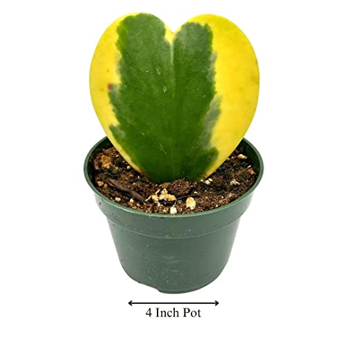 BubbleBlooms Hoya Variegated Kerrii Heart, in a 4 Inch Pot, Sweet Heart Plant, Heart Shaped Leaf, Valentine