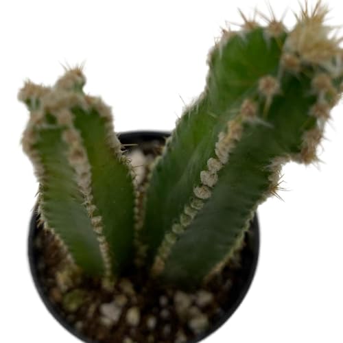 BubbleBlooms Acanthocereus tetragonus Fairy Castle Cactus, in a 2 inch Pot