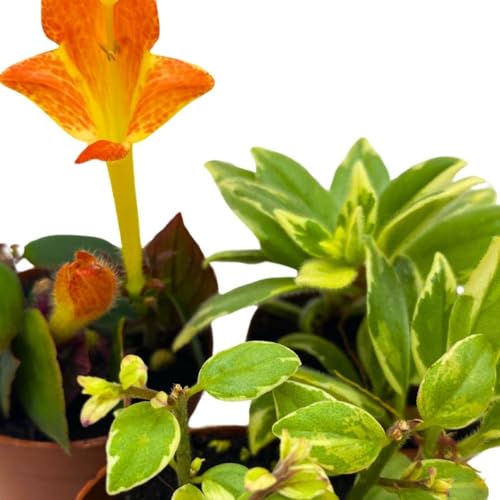 Harmony Foliage Columnea Goldfish Plant Assortment Set of 3 in a 2 inch Pot