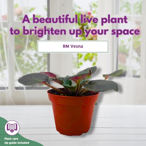 Harmony Foliage African Violet RM Vesna 4 inch Pink Flower