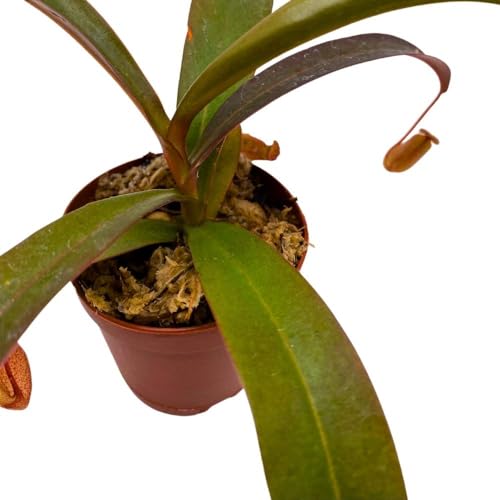 BubbleBlooms Nepenthes Rebecca Soper in a 2 inch Pot Red Tropical Pitcher Carnivorous Plant