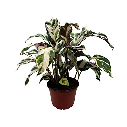 BubbleBlooms Calathea Stella in a 6 inch Pot Beautiful White Variegated House Plant Lietzei Fusion White