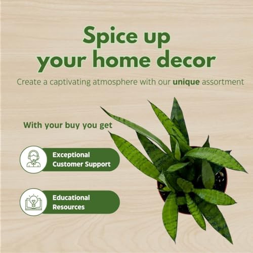 BubbleBlooms Sansevieria Silver Princess 4 inch Rare Sansevieria trifasciata Hybrid Snake Plant