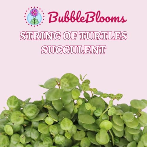 BubbleBlooms String of Turtles, Peperomia prostrata, Live in a 4 inch Pot