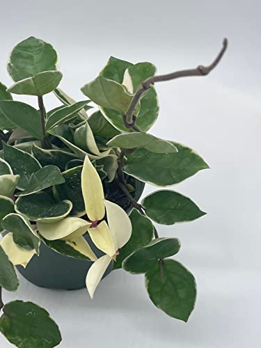 BubbleBlooms Hoya Carnosa Krimson Queen, Variegated Tricolor in a 6 inch Pot