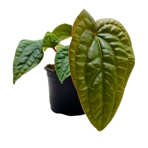 Anthurium Luxurians X Radicans Jungle King 4 inch