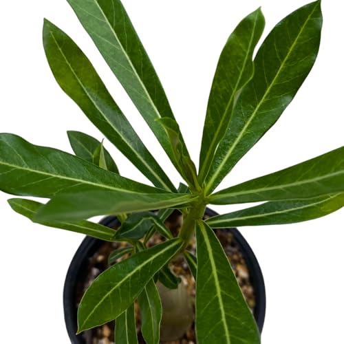 BubbleBlooms Desert Rose Medusa in a 4 inch Pot Extremely Rare Flower