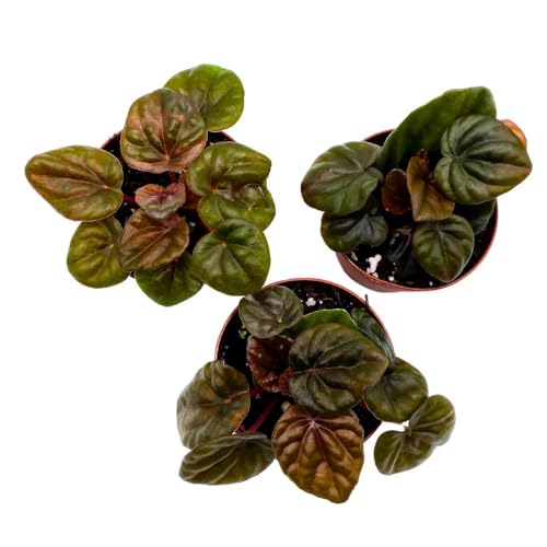 Harmony Foliage Peperomia Chocolate 2 inch Set of 3 Brown-Red Emerald Ripple Pep Caperata