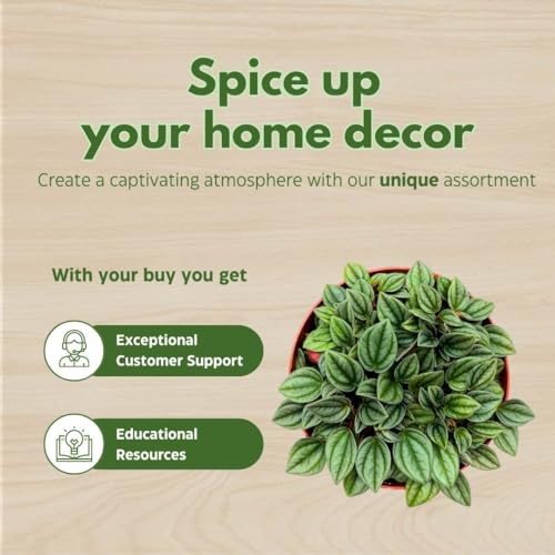 BubbleBlooms Peperomia Frost in a 6 inch Pot Platinum, carperata albovittata, Wrinkle Krinkle Leaf