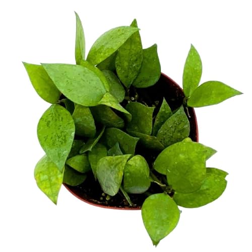 BubbleBlooms Hoya Krohniana Eskimo Super Silver, 4 inch Rare Exotic Indoor House Wax Plant