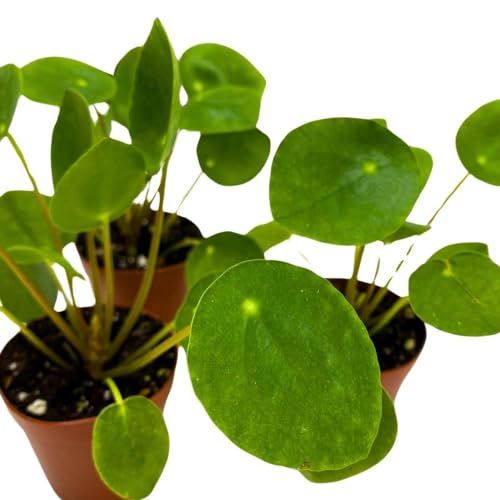 BubbleBlooms Chinese Money Plant Pilea peperomioides, 2 inch Set of 3, Tiny Mini Pixie Plant