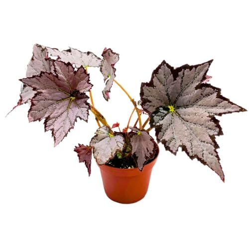 Harmony Foliage Begonia Sierra Silver Mist, 4 inch Gray Silver Black Edge Rhizomatous Rhizo