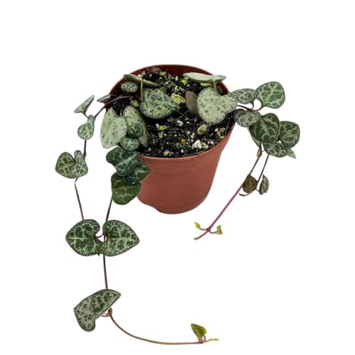 BubbleBlooms String of Hearts Ceropegia woodii in a 2 inch Pot