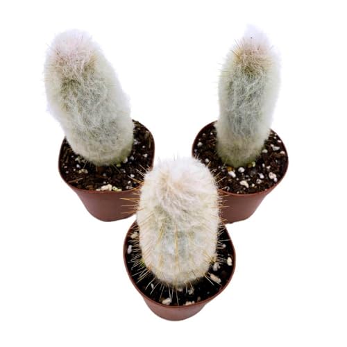 BubbleBlooms Silver Torch Cactus Cleistocactus strausii, 2 inch Set of 3, Wooly Torch Tiny Mini Pixie
