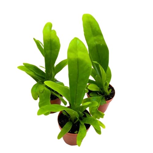 BubbleBlooms Bird's Nest Fern 2 inch Set of 3 Asplenium Nidus Tiny Mini Pixie Plants