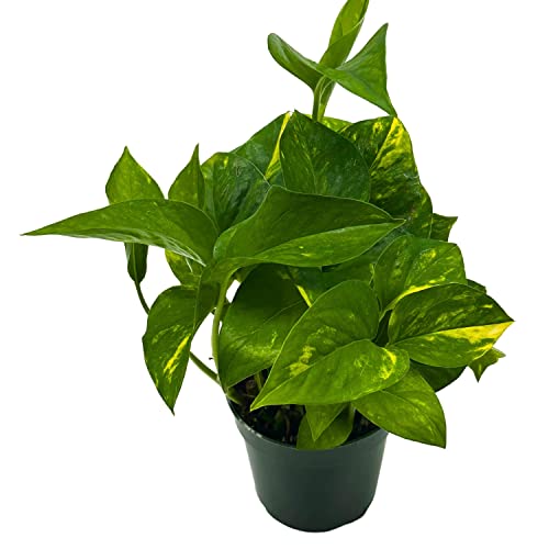 BubbleBlooms Devil's Ivy Golden Pothos in a 4 inch Pot Epipremnum Pinnatum Aureum