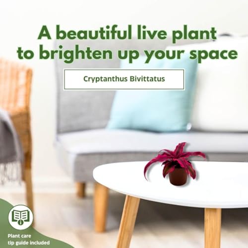 BubbleBlooms Cryptanthus Bivittatus in a 2 inch Pot, Tiny Mini Pixie Plant, Bright Pink