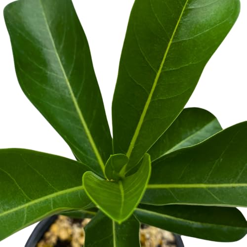 BubbleBlooms Desert Rose Royal Empress in a 4 inch Pot Extremely Rare Flower