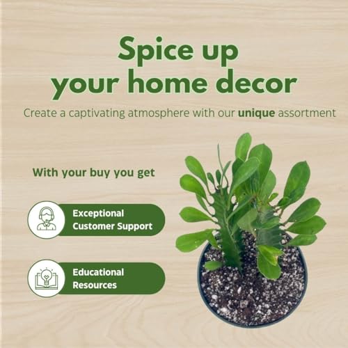 BubbleBlooms Green Milk Tree 6 inch Euphorbia Trigona African Milktree Cathedral Cactus