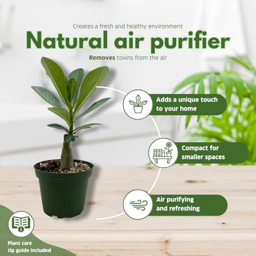 BubbleBlooms Desert Rose Peach Cobbler in a 4 inch Pot Extremely Rare Flower