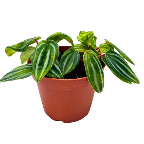 Harmony Foliage Peperomia Mini Watermelon in a 4 inch Pot verschaffeltii Unique Rare Pep