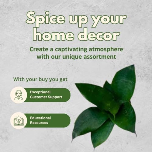 BubbleBlooms Black Dragon Snakeplant in a 2 inch Pot All Green Snake Plant