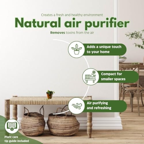 BubbleBlooms String of Spades Set of 3 in 2 inch pots Narrow Ceropegia Woodii Tiny Mini Pixie