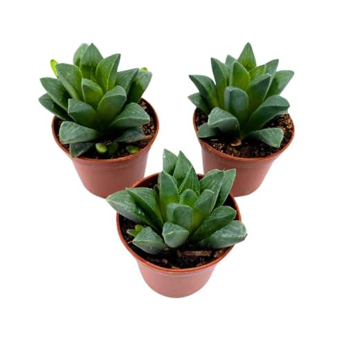 BubbleBlooms Haworthia African Emeralds, 2 inch Set of 3, Haworthia Retusa Tiny Mini Pixie Plants