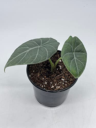 BubbleBlooms Alocasia Melo Maharani, White Velvet, Grey Dragon Plant, Alocasia Hybrid in a 4 inch Pot Live Rooted Potted Rare Succulent