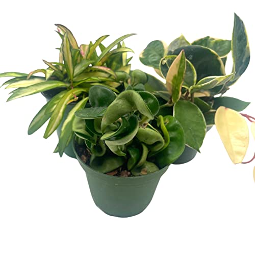 BubbleBlooms Hoya Assortment Set 3 Different Hoyas in 4 inch pots Growers Choice