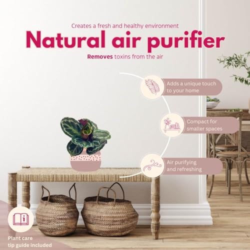 BubbleBlooms Calathea Medallion, Roseopicta in a 4 inch Pot Regal Rose, Rabbit Ear Prayer Plant