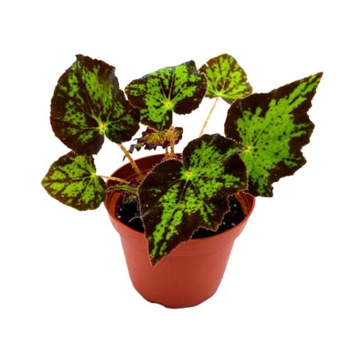 BubbleBlooms Begonia U578 4 inch Rhizomatous Begonia Rhizo Black Green Jagged Spotted