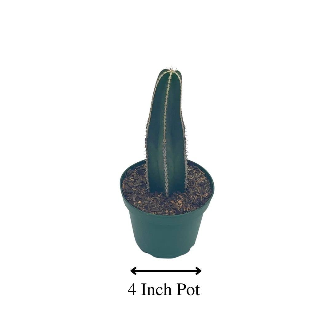 Mexican Fencepost Cactus, 4 inch, Lophocereus marginatus, Pachycereus Fence Post Cacti