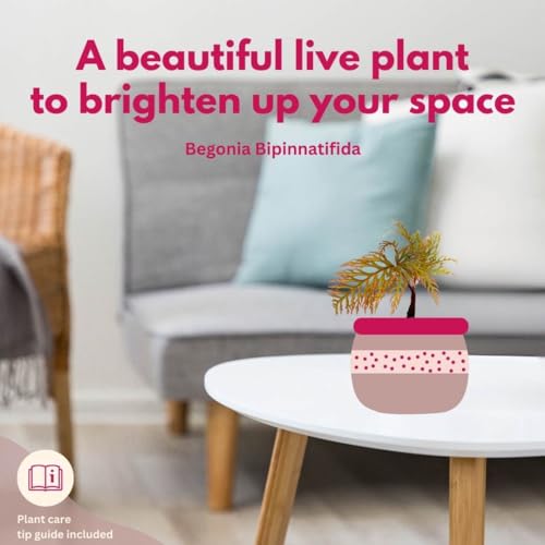 BubbleBlooms Begonia bipinnatifida, 2 inch Fern Leaf Begonia Pink Flower