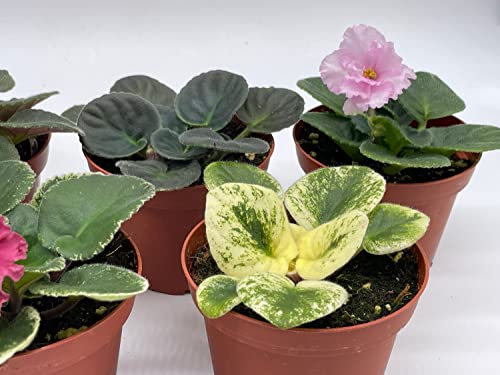 BubbleBlooms Harmony's African Violets Assortment Set, 4 inch pots 5 Different African Violet Plants