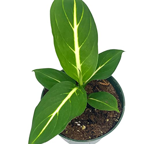 BubbleBlooms Dieffenbachia Green Magic in a 4 inch Pot