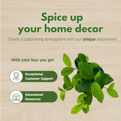 BubbleBlooms Ficus microcarpa Chinese Banyan Bonsai Tree in a 6 inch Pot