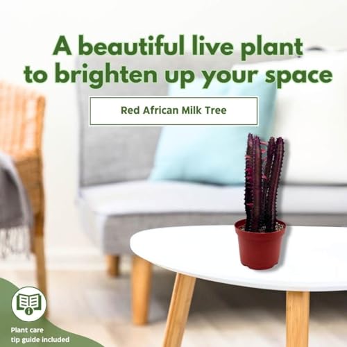 BubbleBlooms Red African Milk Tree in a 6 inch Pot Euphorbia Trigona, All red