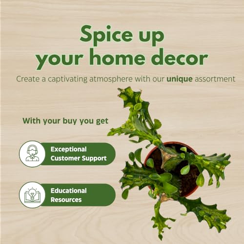 BubbleBlooms Variegated African Milk Tree in a 4 inch Pot Tricolor Green and White Euphorbia Trigona