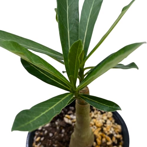 BubbleBlooms Desert Rose Tuo Yao in a 4 inch Pot Extremely Rare Flower