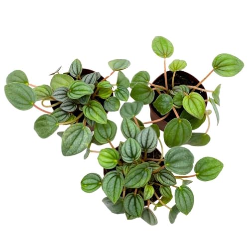 BubbleBlooms Peperomia Frost, 2 inch Set of 3, Ripple Caperata Tiny Mini Pixie Plants