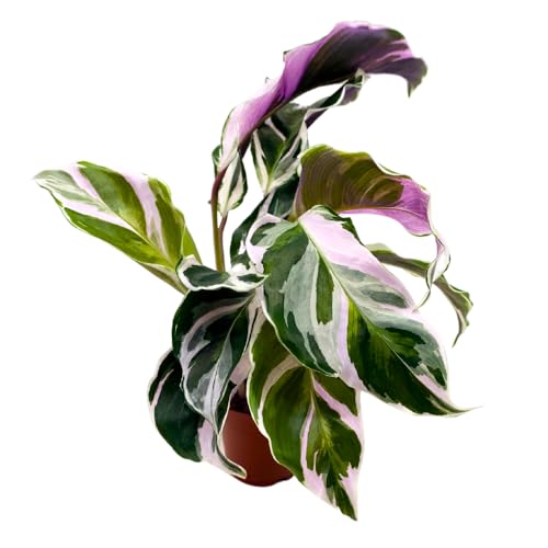 BubbleBlooms Calathea Stella White Fusion Variegated in a 2 inch Pot Tiny Minie Pixie Plant