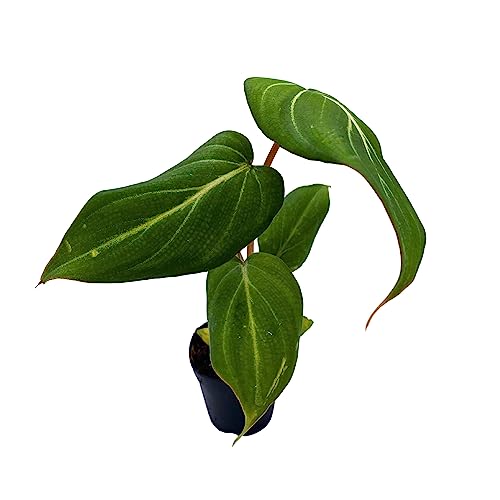 BubbleBlooms Philodendron Gloriosum, Anthurium Gloriosum, Velvet Philodendron, Creeper Plant in 2 inch Pot