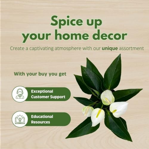 BubbleBlooms Anthurium White Flowering in a 4 inch Pot