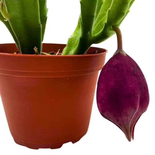 BubbleBlooms Stapelia leendertziae Black Bell Huernia in a 4 inch Pot Carrion Flower Maroon Cup Starfish