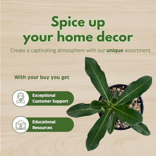 BubbleBlooms Desert Rose Golden Cicada in a 4 inch Pot Extremely Rare Flower